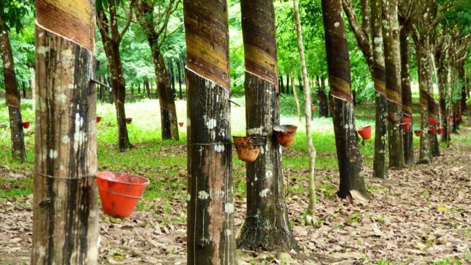 Giá cao su hôm nay 21/7/2022: Tiếp tục giảm mạnh toàn thị trường