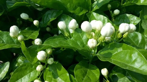 Một số bài thuốc dân gian từ hoa nhài không phải ai cũng biết