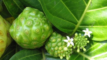 Sống khỏe: Bài thuốc ít người biết đến từ cây nhàu