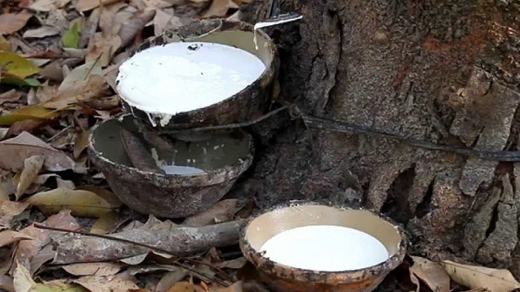 Giá cao su hôm nay 23/7/2022: Biến động trái chiều toan thị trường