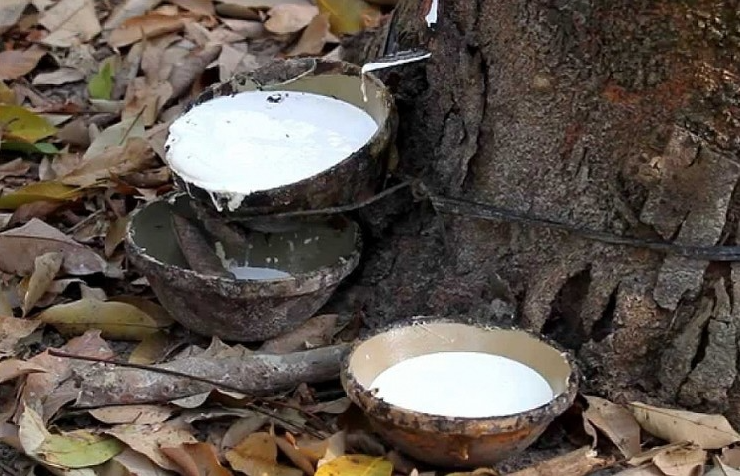 Giá cao su hôm nay 23/7/2022: Biến động trái chiều