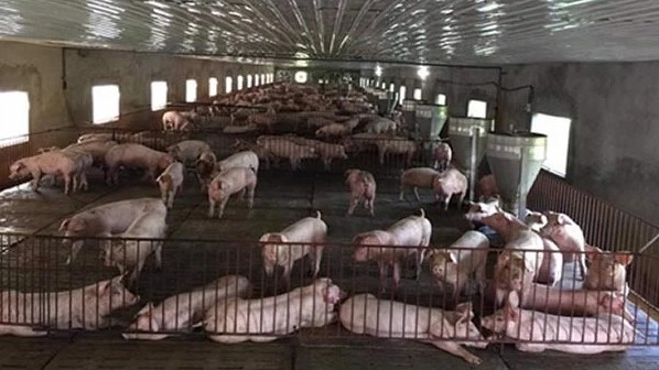 Giá lợn hơi hôm nay 24/7/2022: Điều chỉnh tăng tại hai miền Trung - Nam