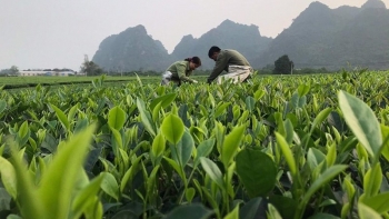 Hòa Bình: Tập trung phát triển, tạo chỗ đứng vững cho thương hiệu chè Sông Bôi