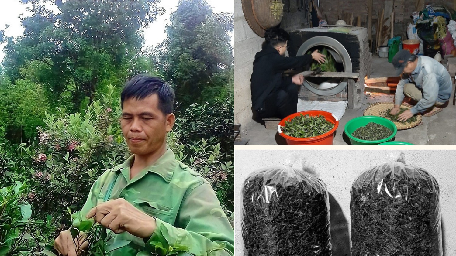 Cao Bằng: Tập trung phát huy tiềm năng từ cây chè Đoỏng Lẹng