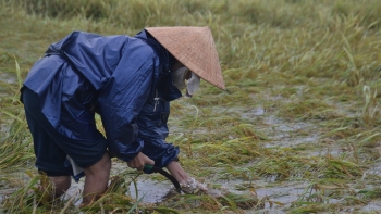 Đề xuất sửa quy định hỗ trợ khôi phục sản xuất nông nghiệp bị thiệt hại do thiên tai, dịch bệnh