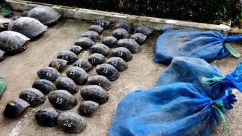 An Giang: Ngăn chặn kịp thời gần 235kg động vật hoang dã qua biên giới