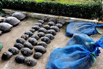 An Giang: Ngăn chặn kịp thời gần 235kg động vật hoang dã qua biên giới