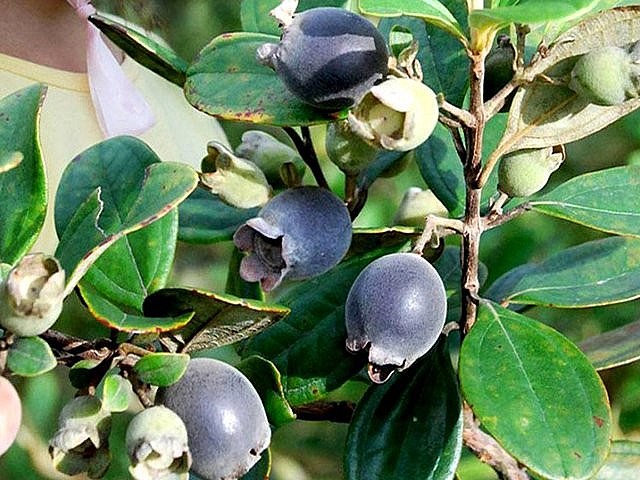 Quả sim rừng Quả sim rừng