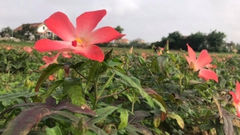 Sống khỏe: Một số công dụng chữa bệnh từ cây sâm bố chính