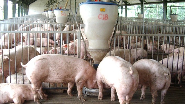 Giá lợn hơi hôm nay 28/7/2022: Điều chỉnh giảm tại hai miền Bắc - Nam