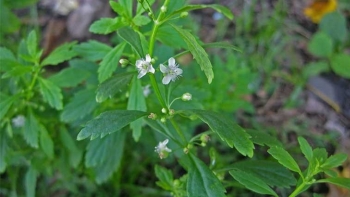 Sống khỏe: Bài thuốc chữa bệnh ít người biết từ cây cam thảo đất