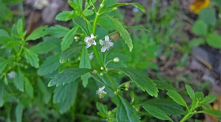Cây cam thảo đất