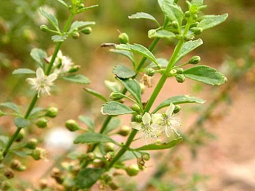 Cam thảo đất giúp giảm mụn nhọt