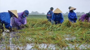 Đề xuất tăng mức hỗ trợ cây trồng bị thiệt hại do thiên tai, dịch bệnh