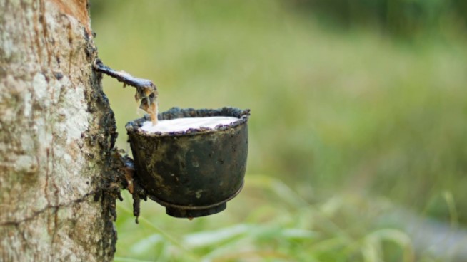 Giá cao su hôm nay 28/7/2022: Biến động trái chiều