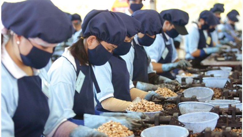 Xuất khẩu hạt điều giảm cả lượng và kim ngạch