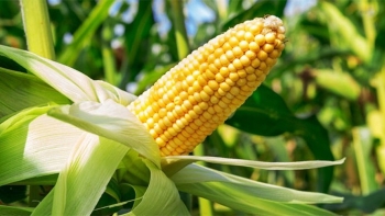 Một số thực phẩm giúp đẹp da và giảm cân