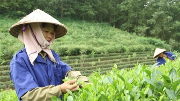 Huyện Đồng Hỷ (Thái Nguyên): Từng bước nâng cao giá trị, đưa sản phẩm chè của địa phương vươn xa