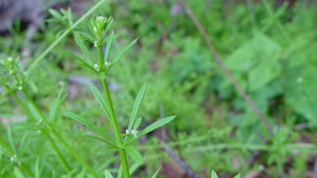 Sống khỏe: Một số công dụng chữa bệnh từ cây vấn vương