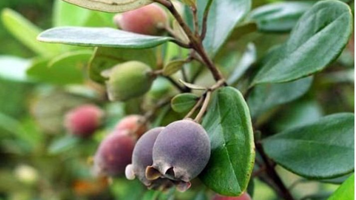 Cây Sim rừng - Dược liệu quý trong Đông y