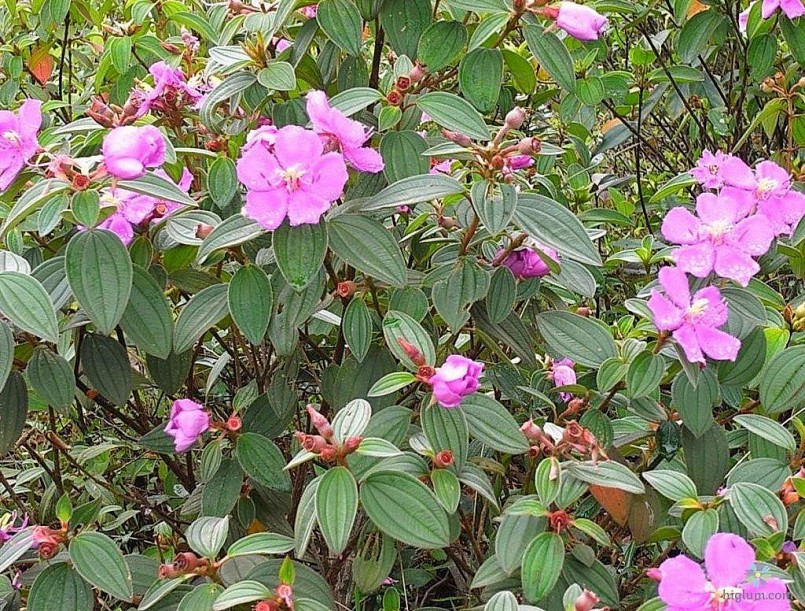 Một số công dụng của cây Sim rừng đối với sức khỏe