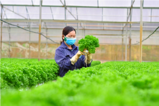 Lâm Đồng xây dựng 100 nghìn ha nông nghiệp chất lượng cao