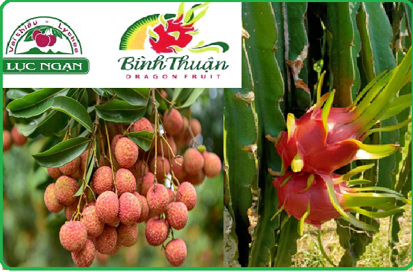 Vải thiều Lục Ngạn và thanh long Bình Thuận được bảo hộ chỉ dẫn địa lý tại Nhật Bản thuộc top 10 sự kiện khoa học và công nghệ 2021