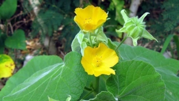 Cây cối xay và những công dụng hỗ trợ điều trị bệnh