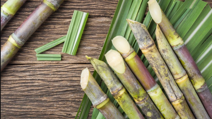 Lao đao vì đường nhập lậu, ngành mía đường cầu cứu khẩn