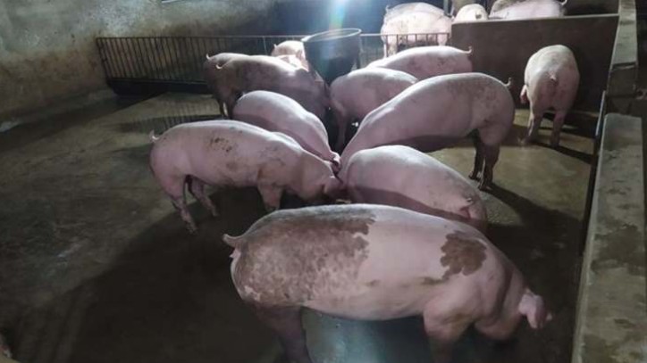 Giá lợn hơi hôm nay 2/8/2022: Đồng loạt giảm tại ba miền