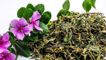 Một số bài thuốc dân gian quý từ cây dừa cạn