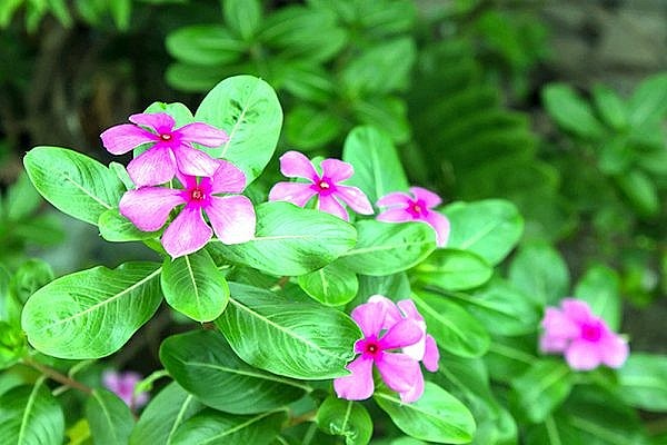 Bài thuốc từ cây dừa cạn giúp giảm tình trạng mất ngủ...