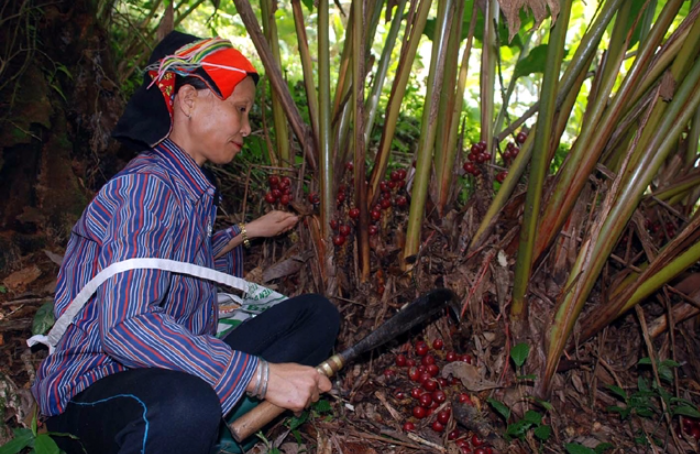 Bảo hộ chỉ dẫn địa lý nâng cao chuỗi giá trị đặc sản địa phương