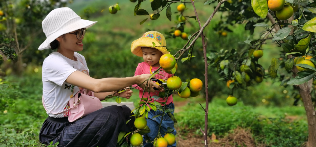 Quảng Ninh: Phát triển du lịch gắn liền với mô hình nông nghiệp đang hút khách thăm quan