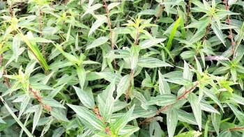 Một số bài thuốc dân gian từ cây thuốc dòi không phải ai cũng biết