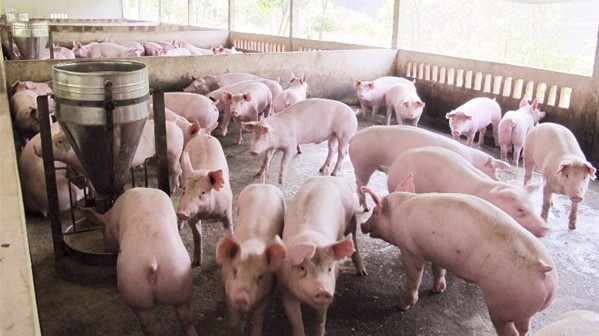 Giá lợn hơi hôm nay 4/8/2022: Đảo chiều tăng nhẹ tại miền Bắc