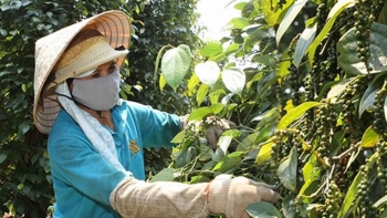 Xuất khẩu hồ tiêu đối diện nhiều khó khăn