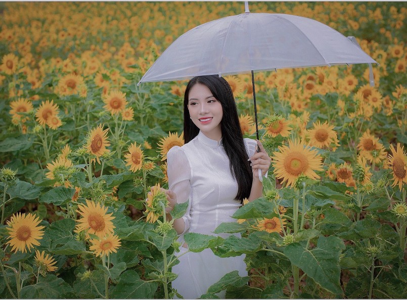 Rất nhiều bạn trẻ đã tìm đến cánh đồng hoa hướng dương để check-in