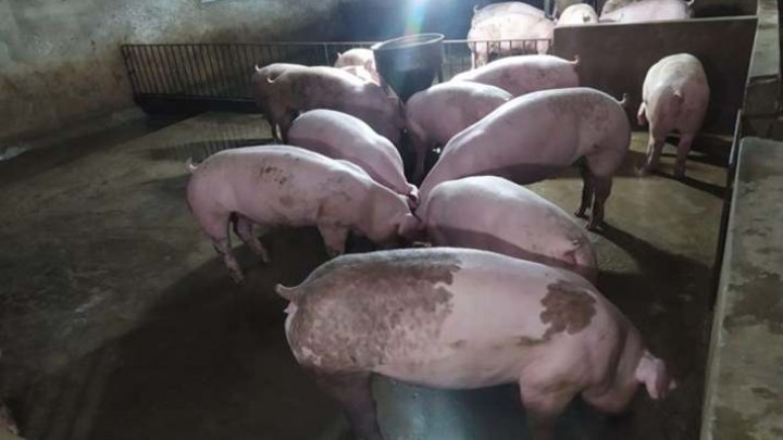Giá lợn hơi hôm nay 5/8/2022: Đi ngang tại nhiều tỉnh thành