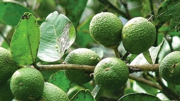 Một số bài thuốc quý từ cây quýt gai