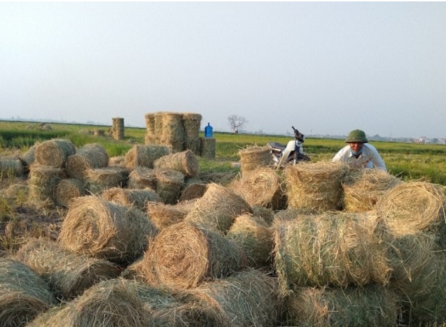 tận dụng phế phụ phẩm nông nghiệp 