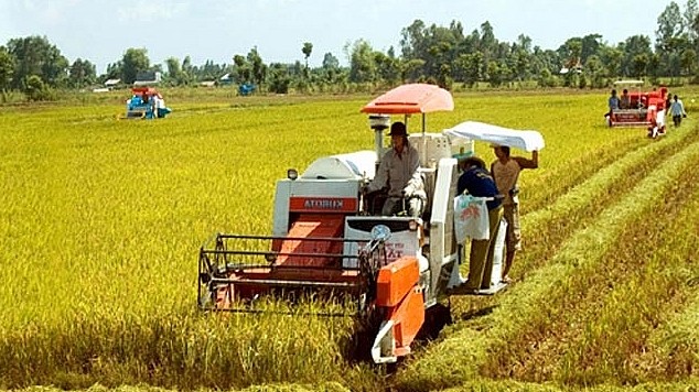 Giá lúa gạo hôm nay 6/8/2022: Giao dịch sôi động phiên cuối tuần