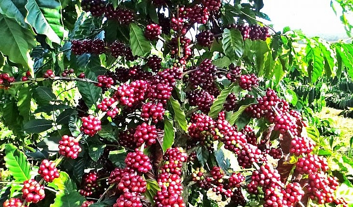 Xuất khẩu cà phê có về đích 4 tỷ USD trong năm 2022?