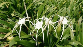 Cây trinh nữ hoàng cung và những bài thuốc ít người biết