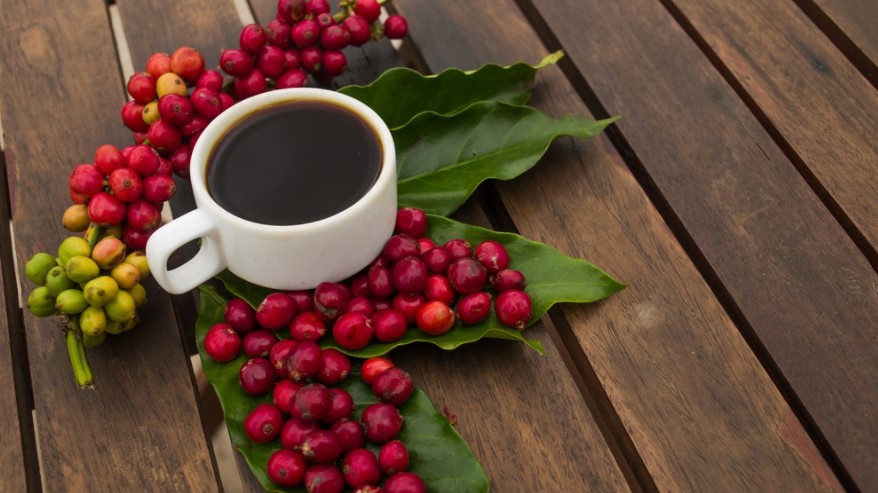 Giá cà phê hôm nay 7/8/2022: Ổn định ngày cuối tuần