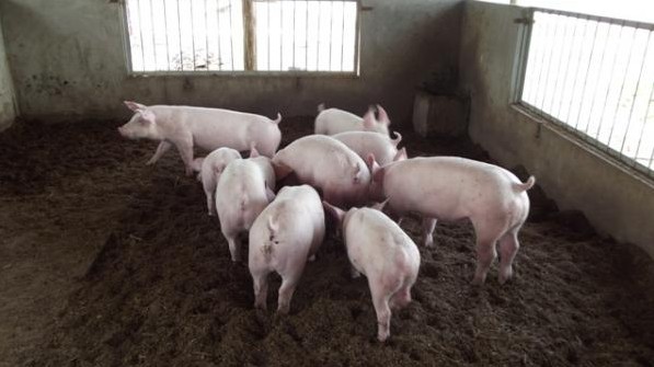 Giá lợn hơi hôm nay 8/8/2022: Giảm nhẹ tại một số địa phương