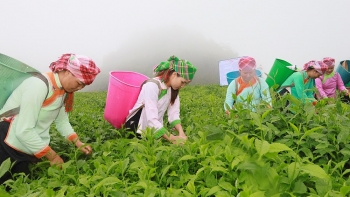 Lào Cai: Phát động phong trào, đưa Mường Khương trở thành vùng trọng điểm chè