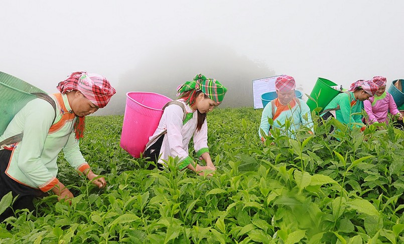 Đưa Mường Khương trở thành vùng trọng điểm chè của tỉnh (Ảnh: Báo Lào Cai)