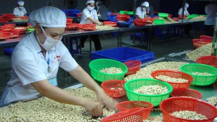 Xuất khẩu hạt điều giảm cả về lượng và giá trị