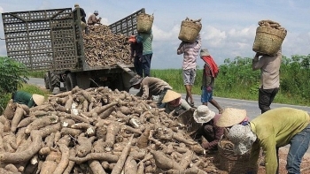 Xuất khẩu sắn và các sản phẩm sắn đạt hơn 778.000 tấn trong quý II/2022